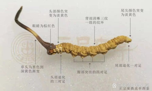 生乳香的功效与作用网 - 中药乳香的功效与作用,生乳香的功效与作用是什么